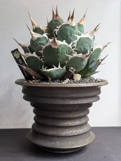 晃山 鉢アーネストハーツプランツ - メルカリ