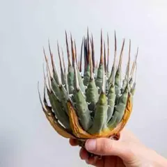 42 ユタエンシス エボリスピナ 現地株 ベアルート 陽炎 アガベのサムネイル