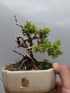 黄金真柏のサムネイル