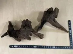 流木 2個セット