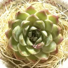 No.3アイススワンプレミアム　エケベリア 美苗　多肉植物