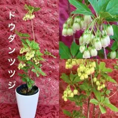 songyuanmayumi964様 リクエスト 2点 まとめ商品