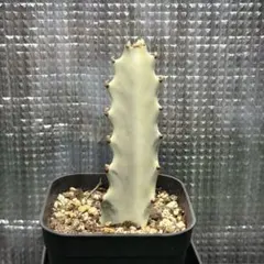 2026年最新】ユーフォルビアホワイトゴーストの人気アイテム - メルカリ