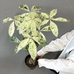 2025年最新】パキラミルキーウェイ接木の人気アイテム - メルカリ