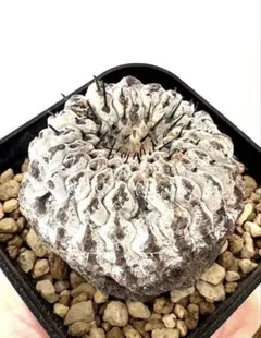 2026年最新】コピアポア コルムナアルバの人気アイテム - メルカリ