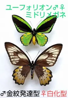 2025年最新】トリバネアゲハ 標本の人気アイテム - メルカリ
