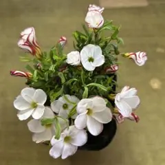 小池様 リクエスト 2点 まとめ商品