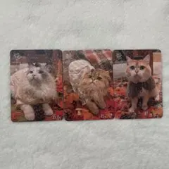 Item thumbnail for item 1f53dc1b-3b8e-4c76-8eeb-754c813fa460