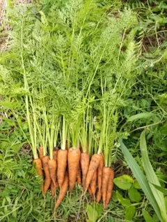 500g以上）農薬・化学肥料不使用 葉付き人参 - メルカリ