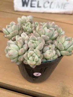 2026年最新】多肉好きの人気アイテム - メルカリ