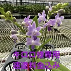 キロロ様 リクエスト 速達料金込み　2点 まとめ商品