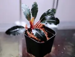 Bucephalandra sp. hell fire 水上株 ヘルファイア - メルカリ