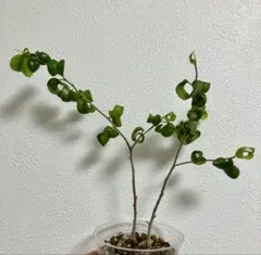 Inumaru様 リクエスト 2点 まとめ商品