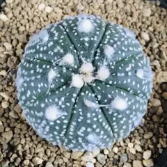 2026年最新】スーパー兜の人気アイテム - メルカリ