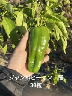 ハトさん様 リクエスト 2点 まとめ商品