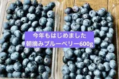 朝摘みブルーベリー600g 農薬不使用のサムネイル