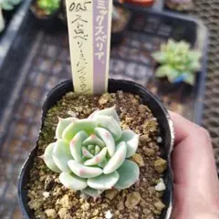 クゥとチャチャ様 リクエスト 4点 まとめ商品