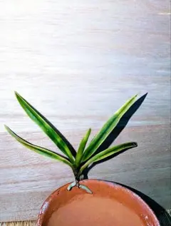 ♪残暑御見舞商品♪】富貴蘭 黄玉殿 - メルカリ