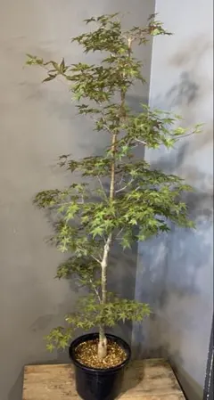 イロハモミジ 株立ち 樹高H1.5m - メルカリ
