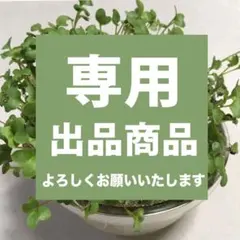 【k'mama様専用】ブロッコリースプラウト 種 タネ　たね　120ml 90g
