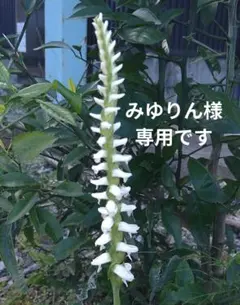 ネジバナ　白５苗　ピンク　１０苗