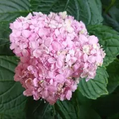 紫陽花　有松　特大　枝カット済　来年用 紫陽花 有松 特大 枝カット済 ☆7/18現在確認用 - メルカリ