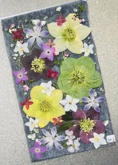 No.6クリスマスローズと春の花セット