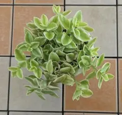 ☆根付き☆ベビーサンローズ☆白花☆大放出☆4株=699円☆ - メルカリ