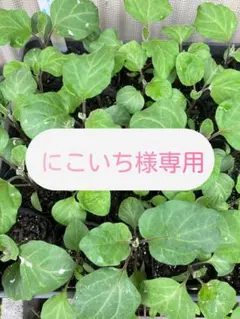 にこいち様専用