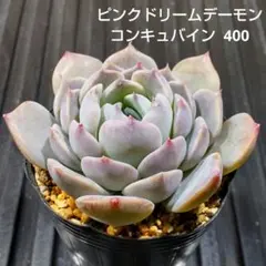 ピンクドリームデーモンコンキュバイン 652 エケベリア 多肉植物 抜き苗