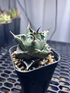 2025年最新】ディアボロビアンコの人気アイテム - メルカリ