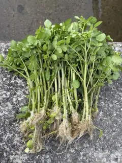 ☆よしこ☆様専用ページです。