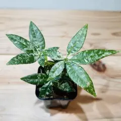 2026年最新】パキラミルキーウェイの人気アイテム - メルカリ