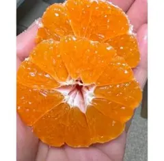 サンマキ様専用