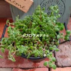 多肉植物 ブロウメアナ 抜き苗 鉢の中全て