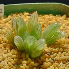 多肉植物　ハオルチア オブツーサ錦黄色斑　1062のサムネイル