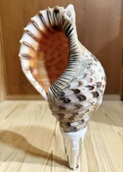 法螺貝　材料　約35cm 素材　魔除け 法螺貝 材料 約35cm 素材 魔除け 法螺貝 ほら貝 インテリア 素材
