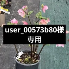 user_00573b80 様専用　クリスマスローズ　ポット発送