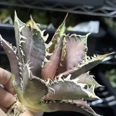 2026年最新】レッドキャットウィーズルの人気アイテム - メルカリ