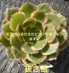 2025年最新】アエオニウムの人気アイテム - メルカリ