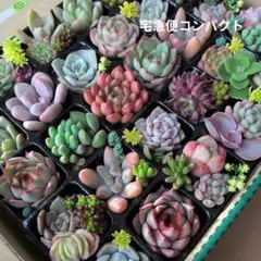 2025年最新】多肉植物 葉挿しの人気アイテム - メルカリ