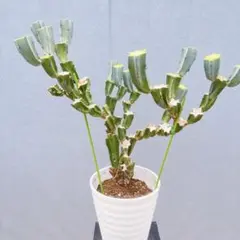 ずんぐり美株 獅子葉アデニウム ブラックブランチ - メルカリ