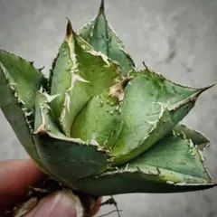 2026年最新】冰雹 アガベの人気アイテム - メルカリ