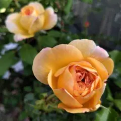 57）バラ苗 バラ挿し木苗 コンパクト 四季咲き 可愛い 鉢植え向き