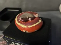 動物の惑星　マレーアカニシキヘビ　ブラッドパイソン　蛇　爬虫類　フィギュア