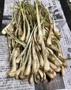 원조!오키나와 본섬에서 제작되었습니다!샬롯 모종 50종