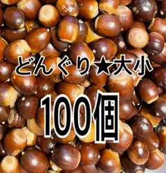 どんぐり★大小100個