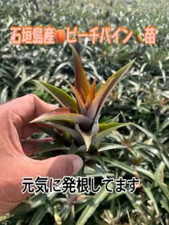 南国 石垣島産 ピーチパイン栽培苗 育成苗 10株セット 元気な苗から
