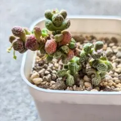 コタロー様 リクエスト 2点 まとめ商品