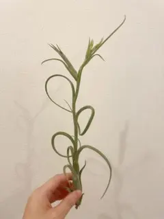 チランジア インターメディア エアプランツ 子株付き - メルカリ